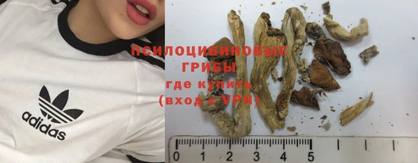 прущие грибы Волоколамск